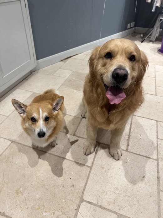 Freshly groomed fluffy corgi with prominent ears, cropped square to the corgi